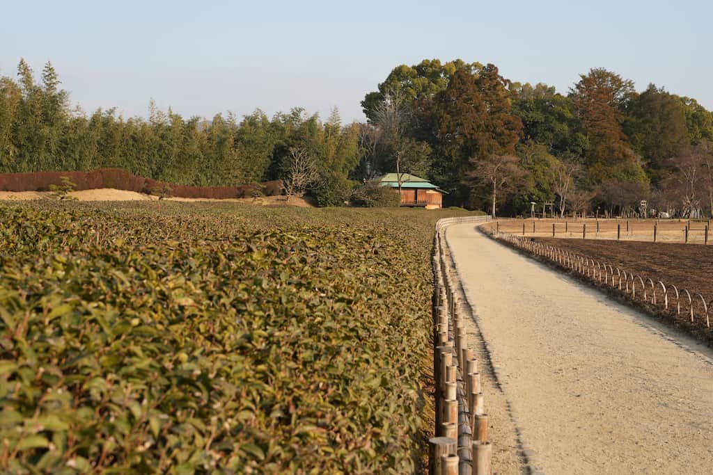 岡山後楽園に広がる茶畑。江戸時代には藩主が日常茶として楽しんだとされる。